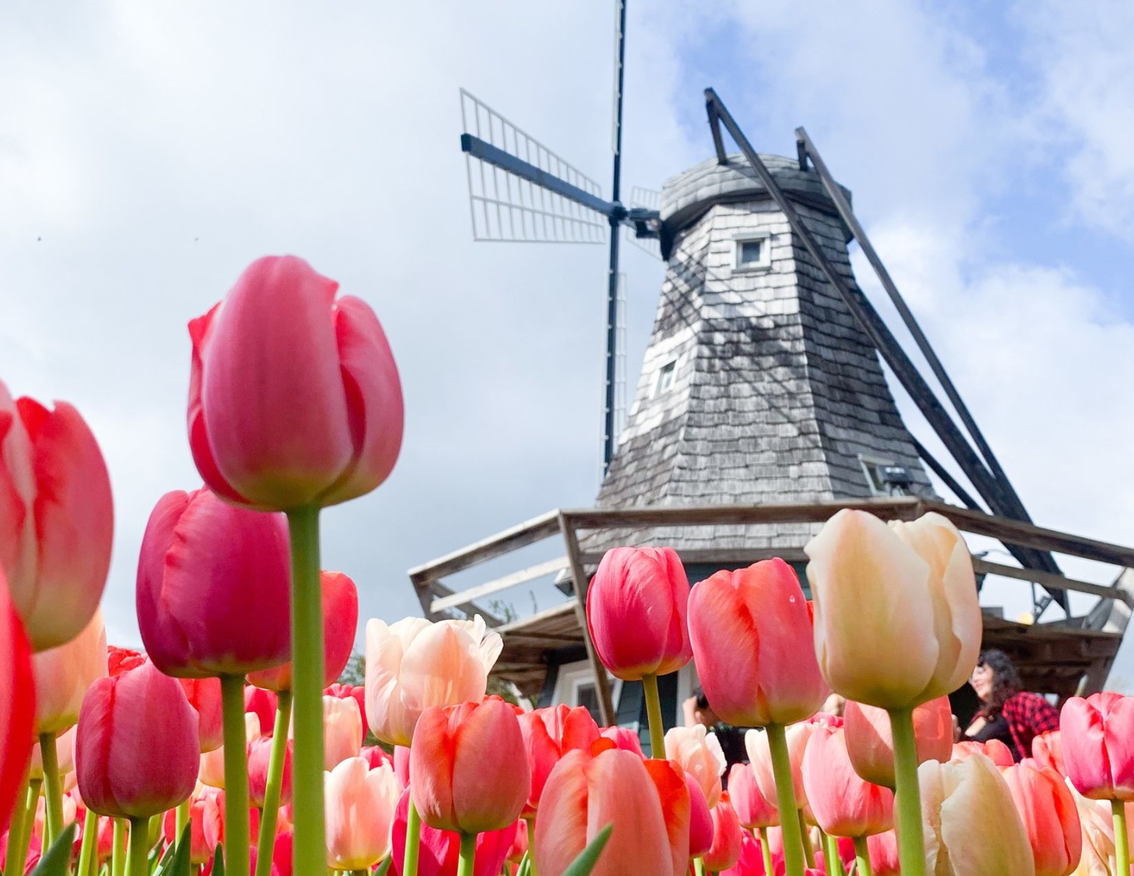 Tulips in front of Info Windmill in Central Park Pella IA